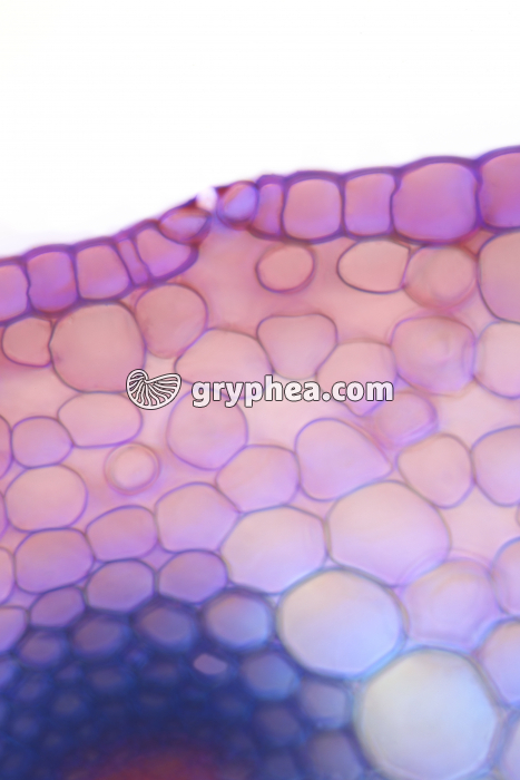 Tige de Renoncule - Stomate CT x160 - gryphea.com